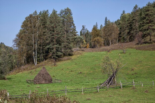 Zdjęcie drzewa na polu przeciwko niebu