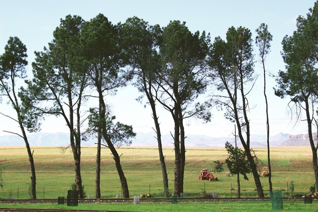 Zdjęcie drzewa na polu przeciwko niebu