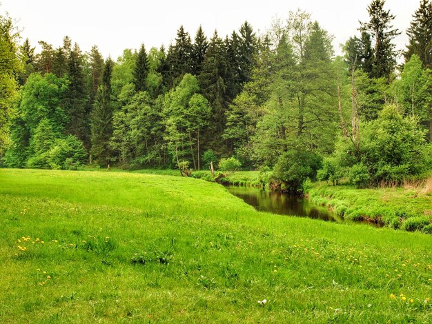 Zdjęcie drzewa na polu przeciwko niebu