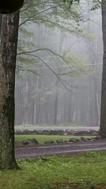 Zdjęcie drzewa na polu w deszczowy dzień