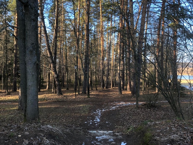 Zdjęcie drzewa na polu w lesie