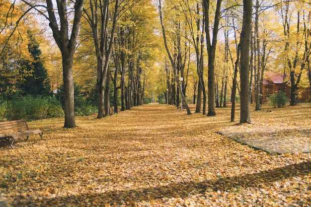 Drzewa na polu w parku jesienią