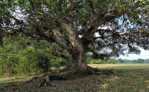 Zdjęcie drzewa na polu