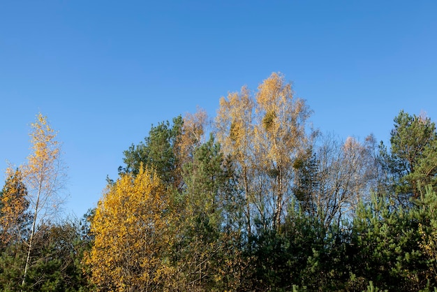 Drzewa o pomarańczowych liściach w sezonie jesiennym