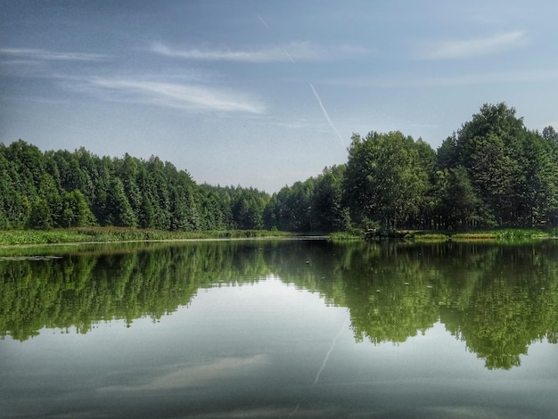 Drzewa odbijające się na jeziorze
