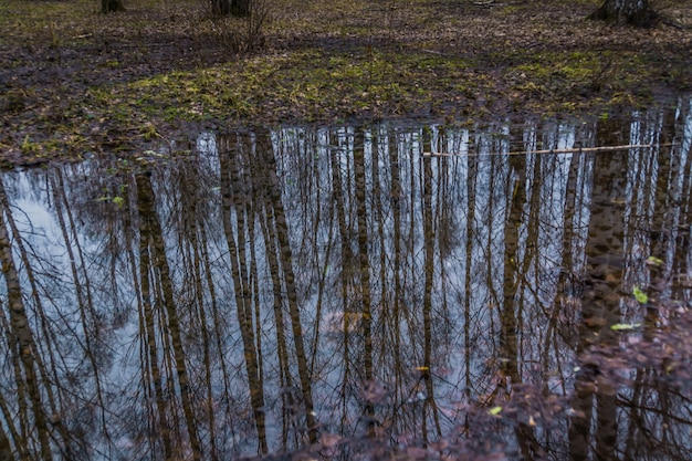 Drzewa odzwierciedlenie w kałuży