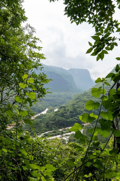Drzewa otaczające góry kanion huentitan w górach guadalajara i drzewa zielona roślinność i niebo z chmurami meksyk