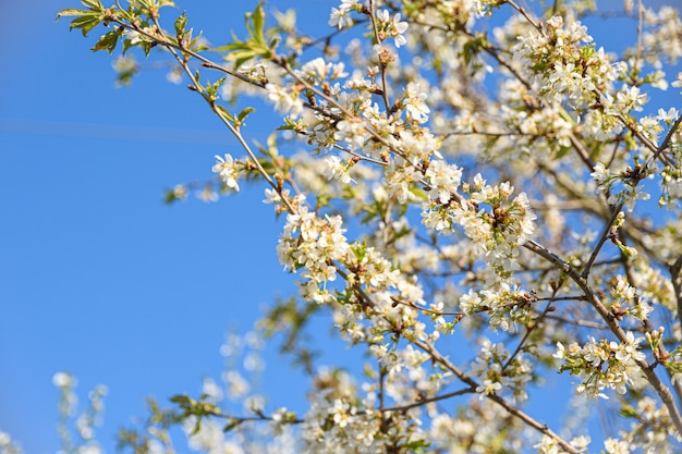 Drzewa owocowe kwitną wiosną na tle błękitnego nieba i innych drzew kwitnących. Zbliżenie