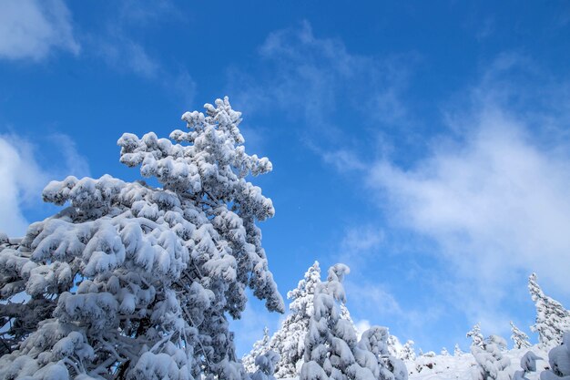Drzewa pod śniegiem