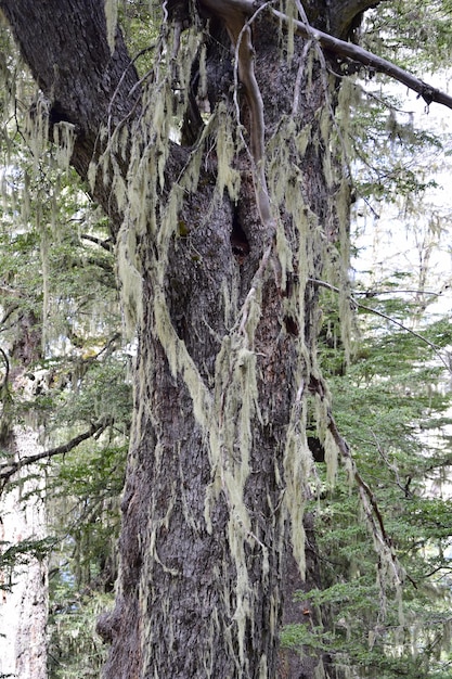 Drzewa pokryte mchem w lesie w Parku Narodowym Arrayanes San Carlos de Bariloche Argentina