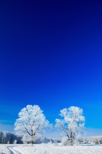 Drzewa pokryte śniegiem na tle nieba