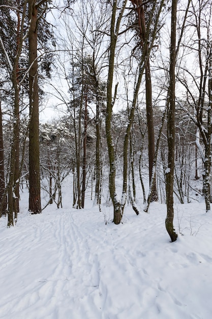 Drzewa pokryte śniegiem po mrozach i opadach śniegu, duża ilość gołych drzew liściastych w sezonie zimowym, zaspy w parku lub zimowym lesie, na śniegu będą ślady stóp