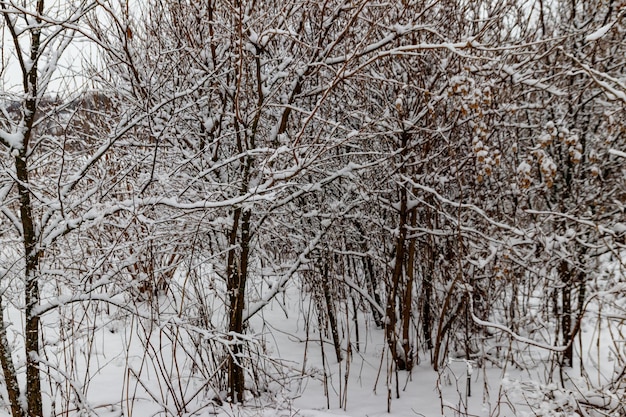 Drzewa pokryte świeżym śniegiem w zimowym lesie