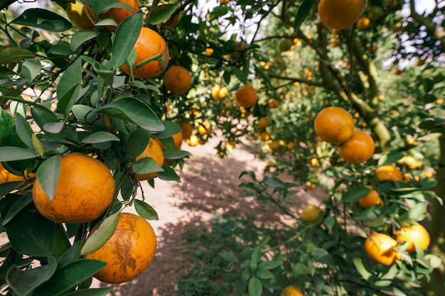 drzewa pomarańczowe w ogrodzie