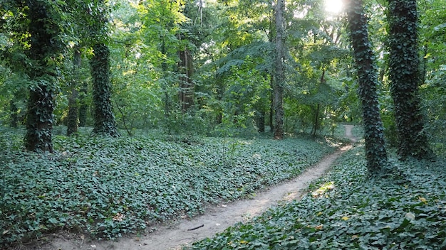 Drzewa porośnięte bluszczem gatunek inwazyjny Zniszczenie lasu W ogrodnictwie ozdobnym jest używany do ogrodnictwa pionowego Park w Palic Serbia Ścieżka spacerowa