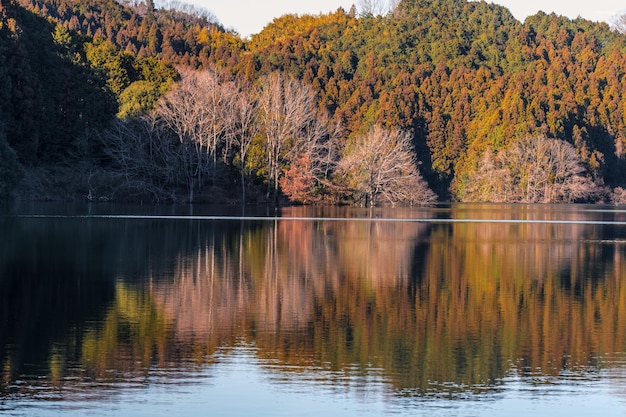 Zdjęcie drzewa przy jeziorze jesienią