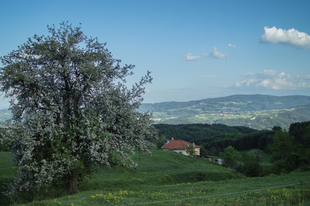 Zdjęcie drzewa rosnące na polu obok domów na tle nieba