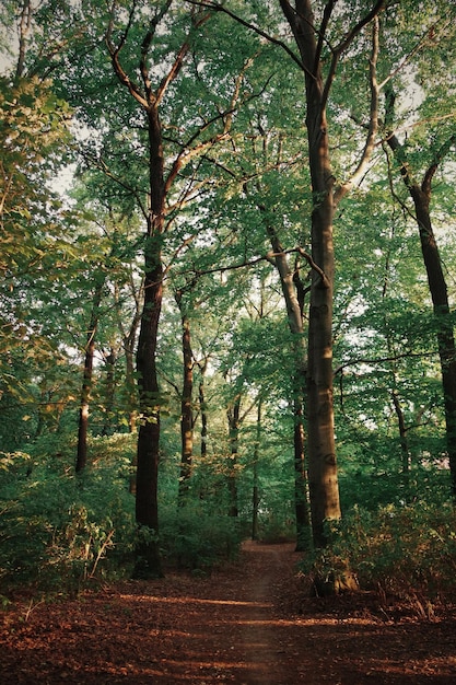 Drzewa rosnące na polu w lesie