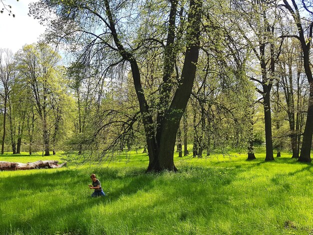 Drzewa Rosnące Na Polu