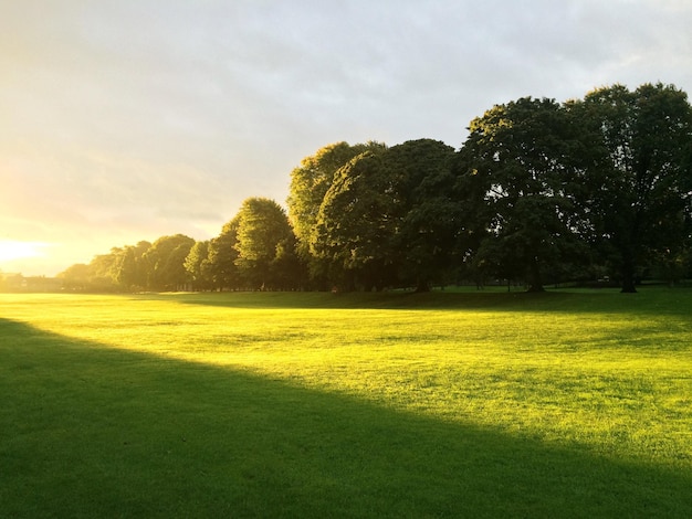 Zdjęcie drzewa rosnące na trawiastym polu w parku podczas wschodu słońca