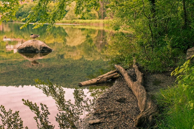 Zdjęcie drzewa rosnące przy jeziorze w