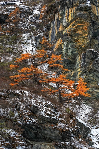 Zdjęcie drzewa rosnące w lesie jesienią