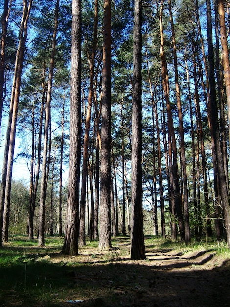 Zdjęcie drzewa rosnące w lesie
