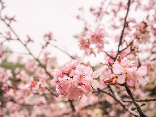 drzewa sakura różowy kwiat wiśni