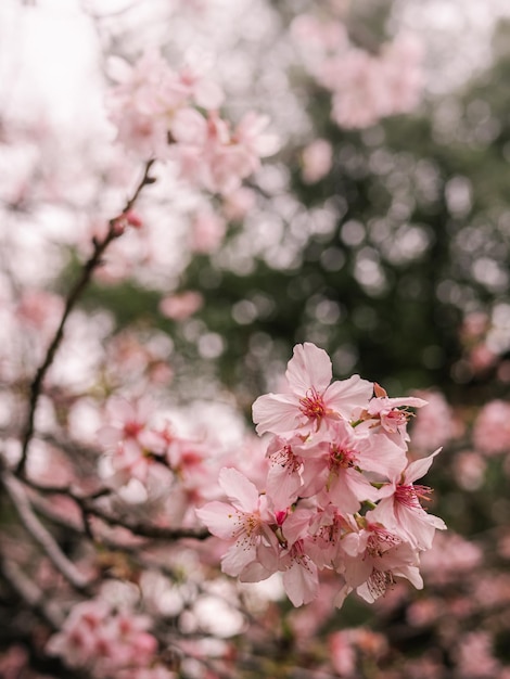 drzewa sakura różowy kwiat wiśni