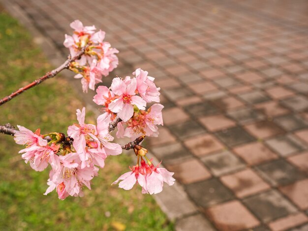 drzewa sakura różowy kwiat wiśni