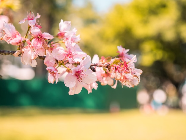 drzewa sakura różowy kwiat wiśni