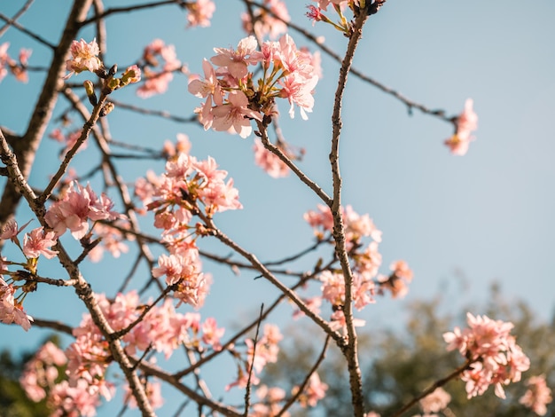 drzewa sakura różowy kwiat wiśni