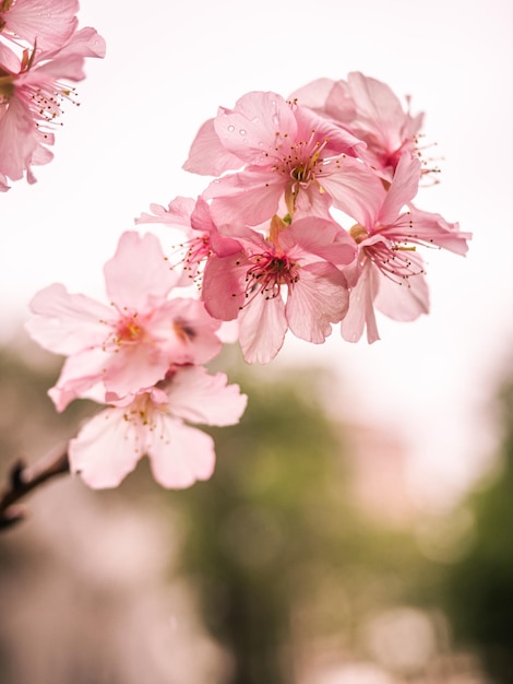 drzewa sakura różowy kwiat wiśni