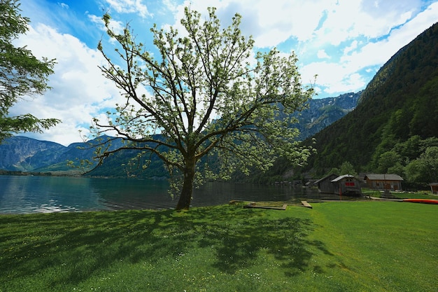 Drzewa w Hallstatter Zobacz jezioro w Hallstatt w Górnej Austrii