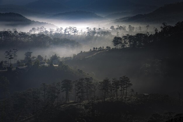 Drzewa w krajobrazie na tle nieba w mglistą pogodę