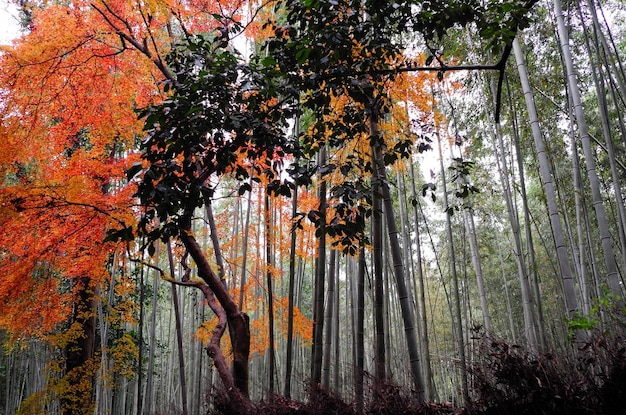 Zdjęcie drzewa w lesie jesienią