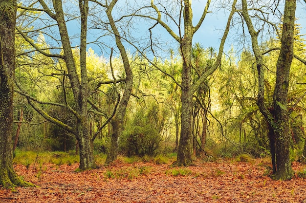 Zdjęcie drzewa w lesie jesienią