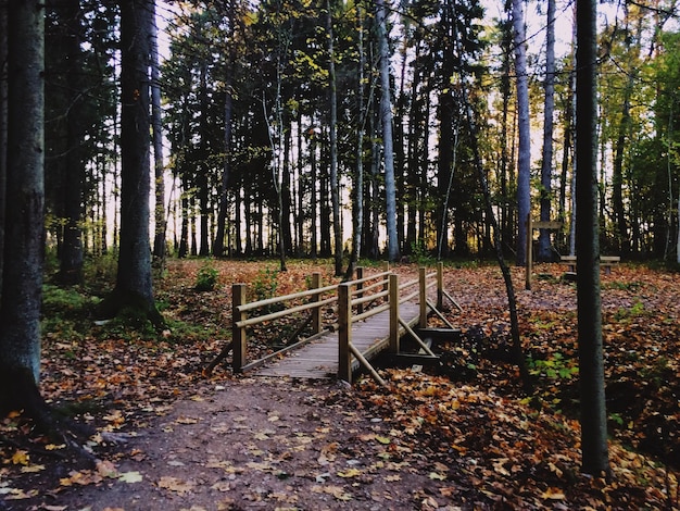 Zdjęcie drzewa w lesie jesienią