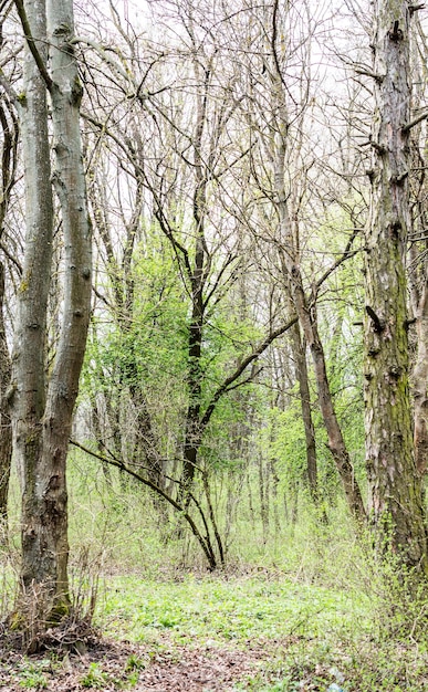 Drzewa w lesie na wiosnę Naturalne tło