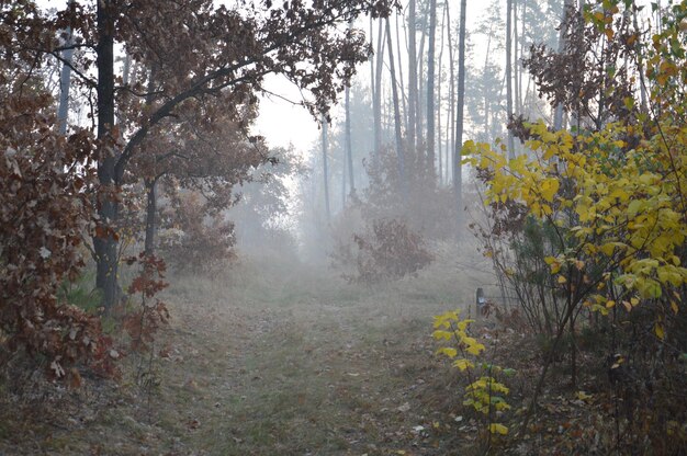 Zdjęcie drzewa w lesie w mglistą pogodę