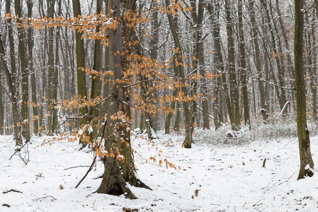 Drzewa w lesie w zimie