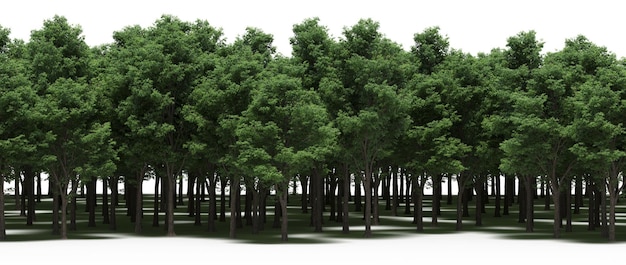 drzewa w lesie z cieniem na ziemi, odizolowane na białym tle, ilustracja 3D, cg r