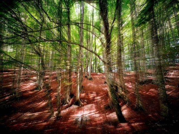 Zdjęcie drzewa w lesie