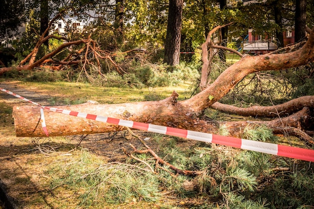 Zdjęcie drzewa w lesie