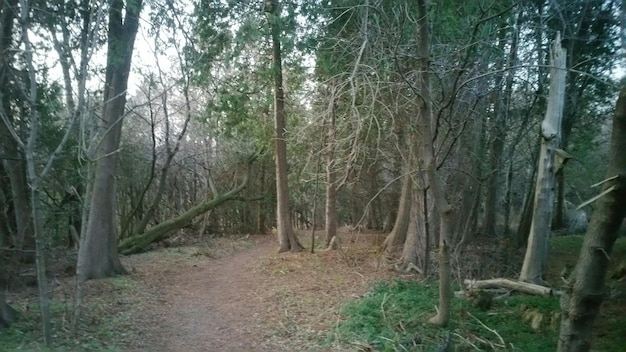 Zdjęcie drzewa w lesie