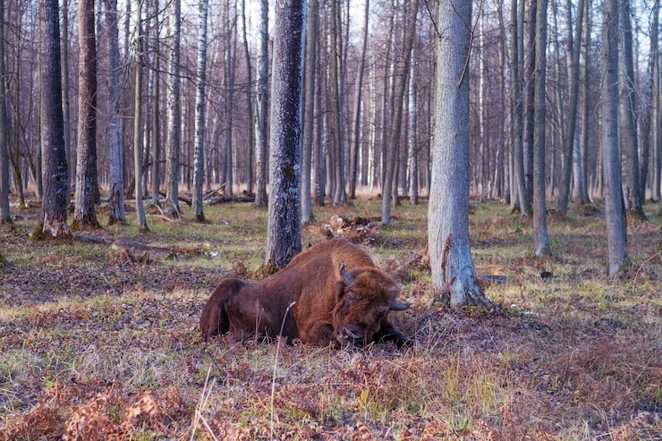 Zdjęcie drzewa w lesie