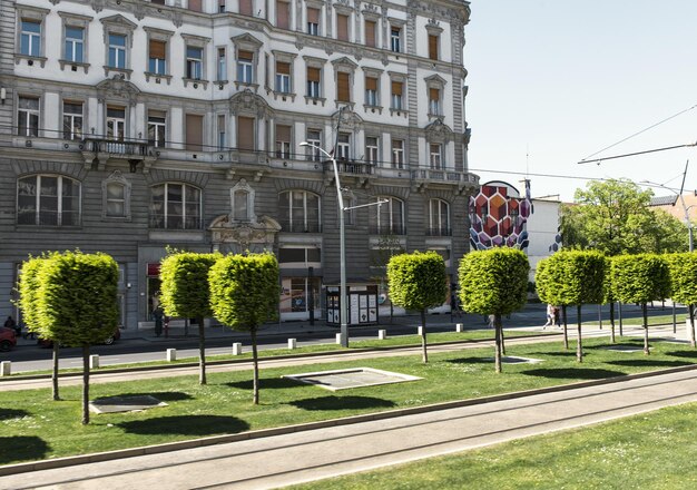 Zdjęcie drzewa w mieście na tle jasnego nieba