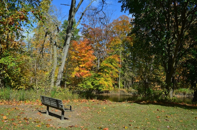 Zdjęcie drzewa w parku jesienią