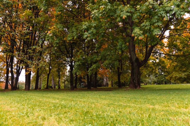 Drzewa w parku miejskim jesień