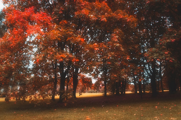 Drzewa w parku miejskim jesień